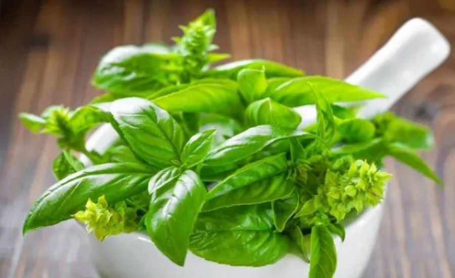 रामबाण तुलसी