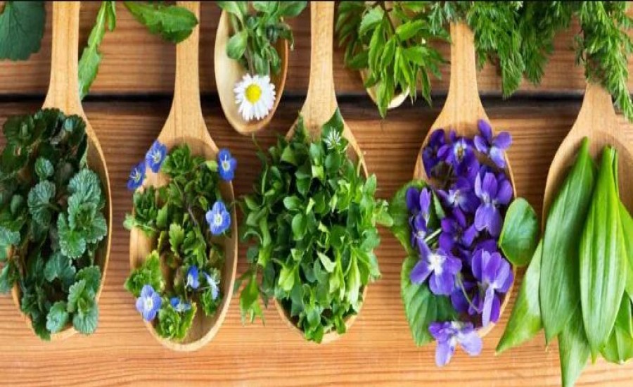 खाली पेट चबाएं ये 5 तरह की पत्तियां, न होगी गैस, न कब्ज